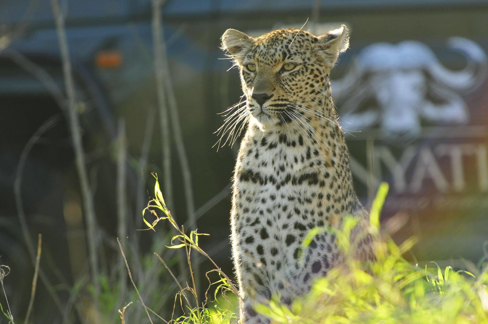 Inyati Game Lodge Metsi Kültér fotó