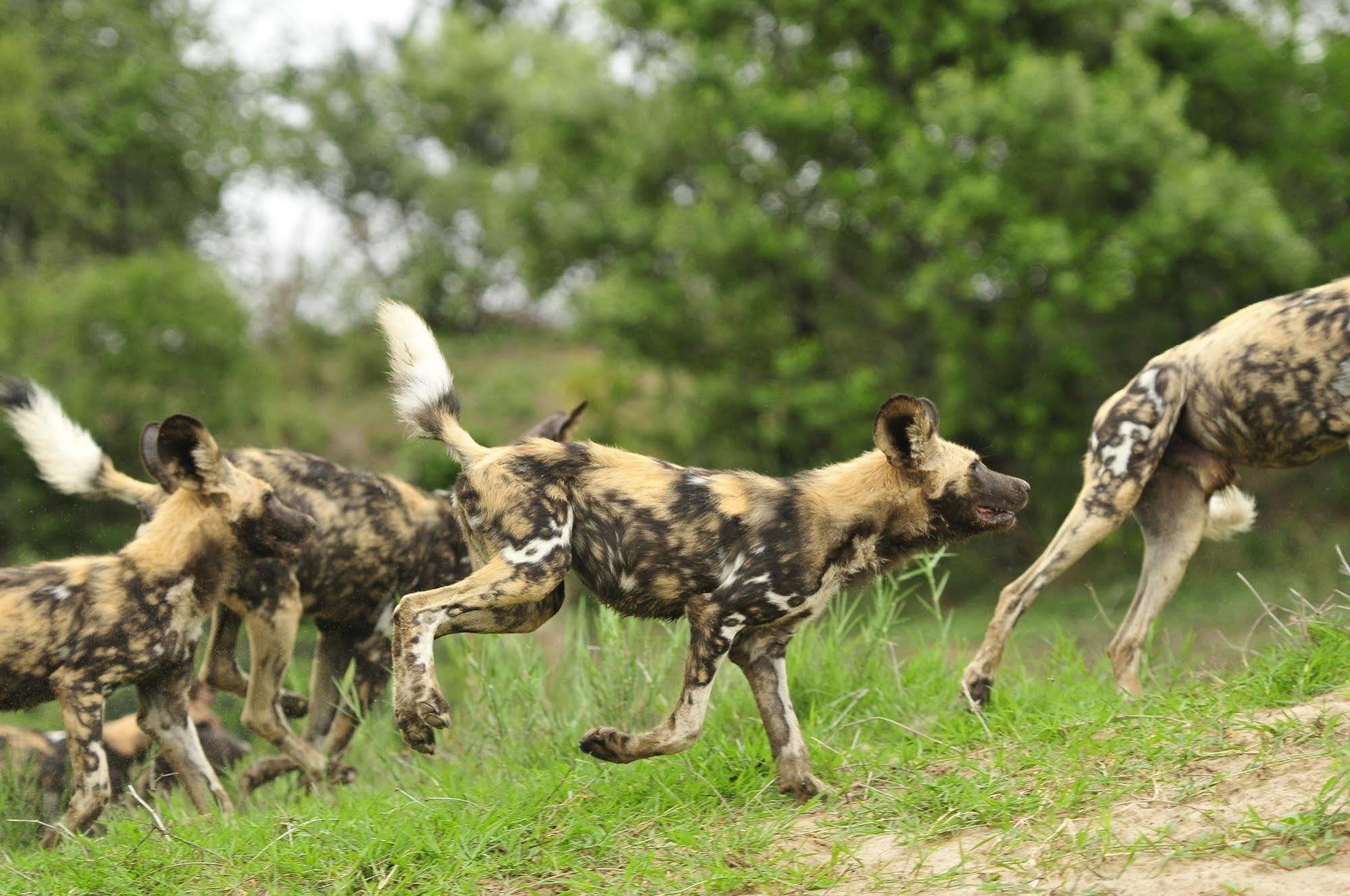 Inyati Game Lodge Metsi Kültér fotó