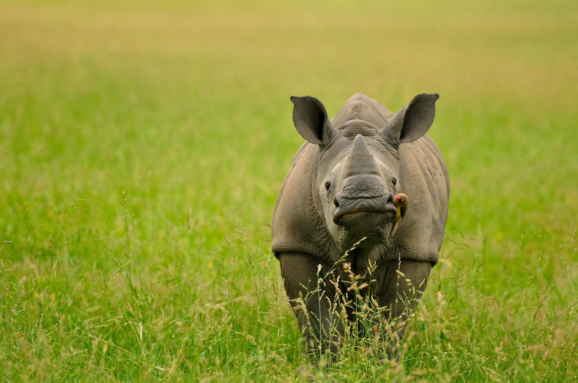 Inyati Game Lodge Metsi Kültér fotó